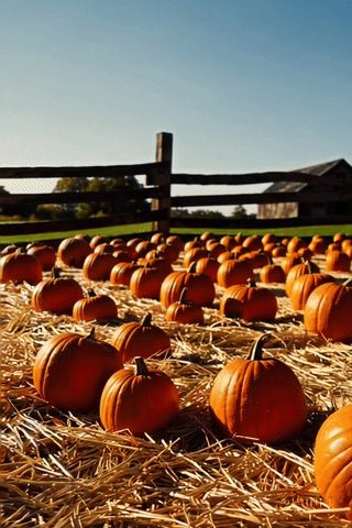 Spice Pumpkin Candle